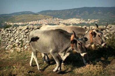 Mucche podoliche
sviluppo per la Basilicata
