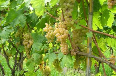 Vendemmia: quest'anno in Salento poca uva, ma di buona qualità