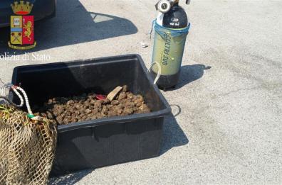 Sequestrati e distrutti
64 chili di «tartufi di mare»