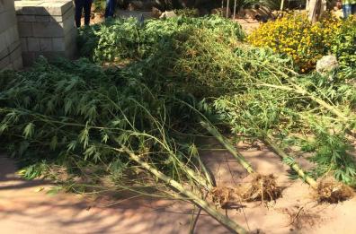 Galatina, scoperta «serra»
di marijuana: in cella 28enne