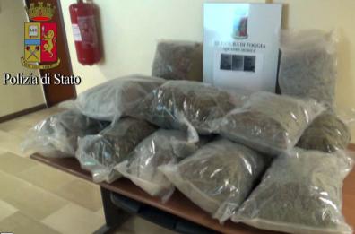 In cantina 15 Kg marijuana
arrestati tre foggiani