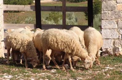 Un caso di «capra pazza»
Nardò, gregge in quarantena