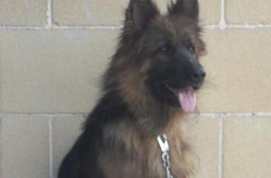«Jake» ucciso dai sicari che volevano il suo padrone