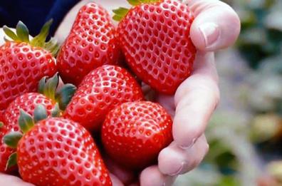  Scanzano Jonico diventa ufficialmente Città della Fragola