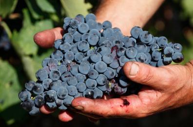 Coldiretti: a rischio
vendemmia aglianico