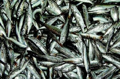 Pesce azzurro, scegliamo i grassi «buoni»
Dopo l'estate occhio alle diete «fai da te»