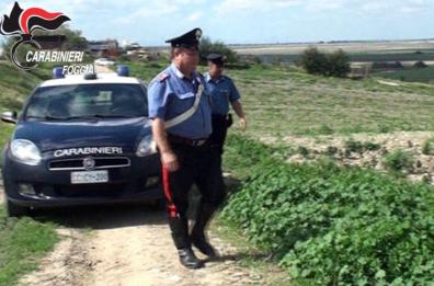 Peschici, sequestrate 18mila
piante marijuana: un arresto