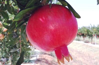 Il nuovo «oro» rosso in campo è il melograno