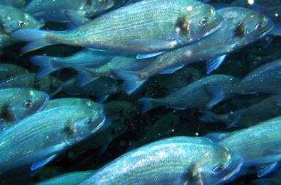 Stop al pesce «taroccato», occhio all’acquisto