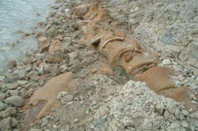 La balena di Matera
dimenticata in un museo