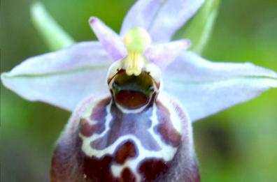 Una nuova orchidea
intitolata a Renata Fonte