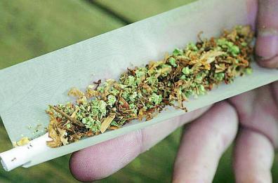 Bari, quando la Marijuana viene «fatta in casa»: così le coltivazioni dilagano