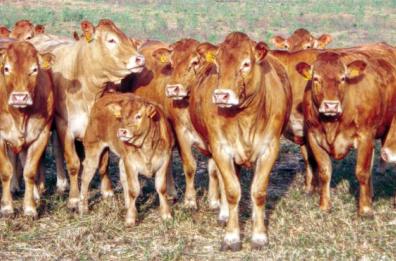 La carne mangiamola tutti: meno e meglio
con ritmo «Slow» a Cassano delle Murge
