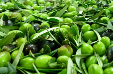 Fis, nuovi corsi da sommelier
del vino e ora anche dell’olio