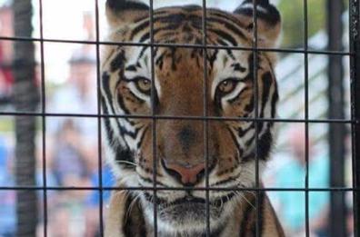 Lecce, Coldiretti offre cibo agli animali del circo Orfei