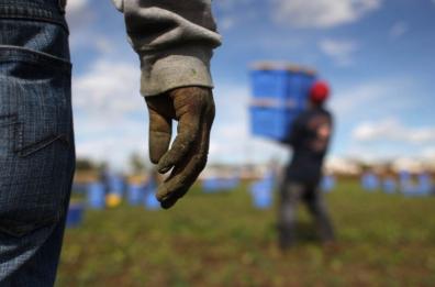 Caporalato in Basilicata, progetto donne in agricoltura con filiera legale 