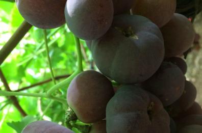 Acini d'uva come pomodori
«Tutta colpa di un farmaco»