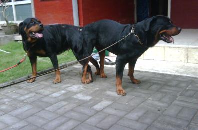 Assalito da tre rottweiler
amputate gambe a 43enne