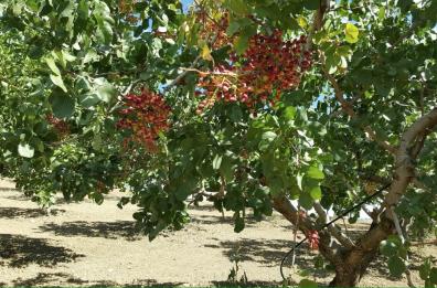 Il pistacchio di Stigliano
insidiato dai «frutti falsi»