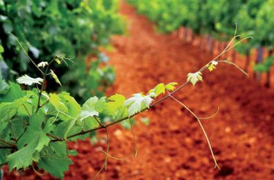 Domenica Bruno Vespa narra a Lecce il suo progetto di vino