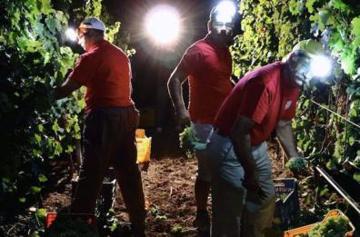 Ecco il Nero di Troia a «Cantina in Festa»
Come un borgo antico lo spiega ai bimbi