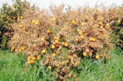 «Tristeza», altro virus in Puglia
strage di aranci e limoni