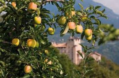 Xylella, Trentino contro la Puglia
«Causa vostra, giù export di mele»