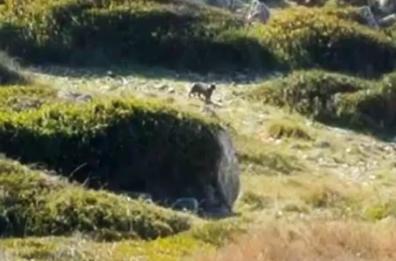Un puma per il parco?
Paura a Portoselvaggio