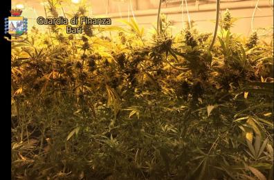 «Serra» di marijuana in officina
arrestato meccanico a Triggiano