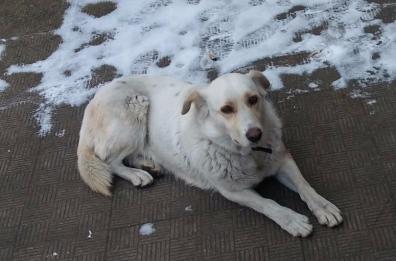  Se Fido ha vomito e diarrea: attenzione al virus mortale