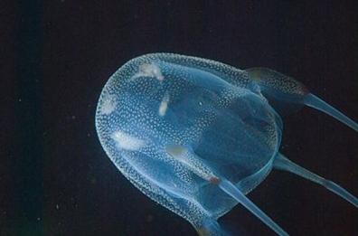 Dall'Australia all'Adriatico
avvistata «cubomedusa»