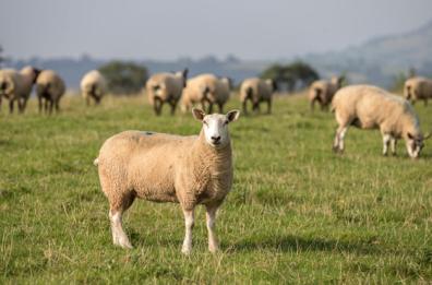 Agnello Igp? La tipicità arriva dal Galles
A tavola in un mondo diventato «glocal»