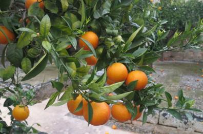 Ingannaladri e frutta da favola delle Puglie