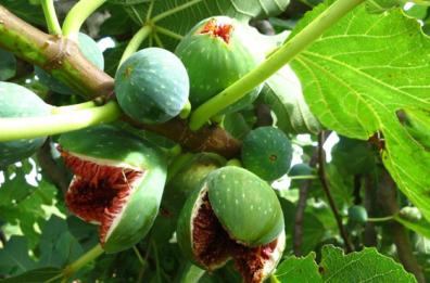 A spasso fra gli antichi frutti delle Puglie