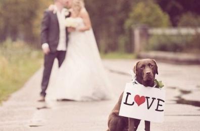 «Tu ti sposi e noi
badiamo al tuo cane»