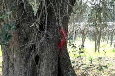 Xylella, l'accordo con la Ue
in 5 punti per salvare gli ulivi