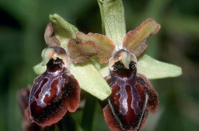 Orchidee fra le querce
nel bosco della Rossani