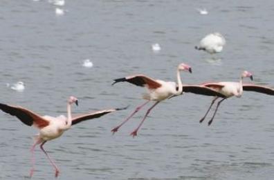 Salina Monaci, nessun
stabilimento balneare