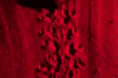 Capitolo, in esclusiva lo spettacolo della nascita delle tartarughe marine in “scena” nella notte dell’8 agosto 