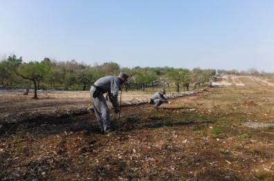 Parco Alta Murgia, taglia 85 
querce: denunciato agricoltore