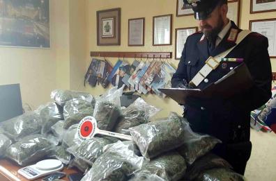Arrestato a San Nicandro
aveva 23 chili di marijuana