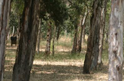 Morto schiacciato da un albero 
 è «giallo» a Pietrapertosa