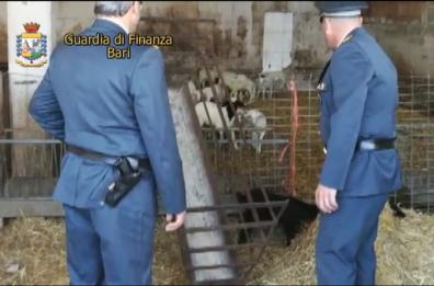 A Cellamare macello e caseificio
abusivi. «Antibiotici agli agnelli»