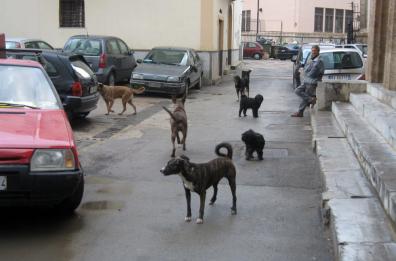 Vico del Gargano
Azzannato da un cane
condannato il Comune