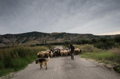 Grumeto, vietato il pascolo
e stop irrigazioni nei campi