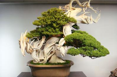 Bari, bonsai
da ammirare