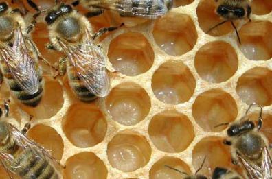 La siccità fa morire le api: salvarle è possibile. Basta adottarle: ecco come