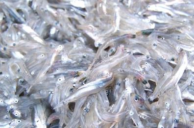 Taranto, sequestrata una tonnellata di pesce: donato alle mense dei poveri