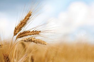 Foggia diventa
«città del grano»