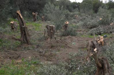 «Ulivi abbattuti, non potati»
Multa 32mila euro a Barletta